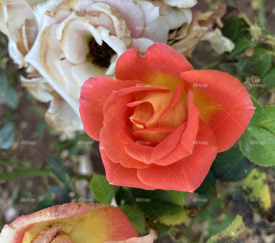 🌹 🇺🇸 Very beautiful flowers to brighten our day.  Live nature and its beauty. Did you like the delicate petals? / 🇧🇷 Flores muito bonitas para alegrar nosso dia. Viva a natureza e sua beleza. Gostaram das pétalas delicadas? 
