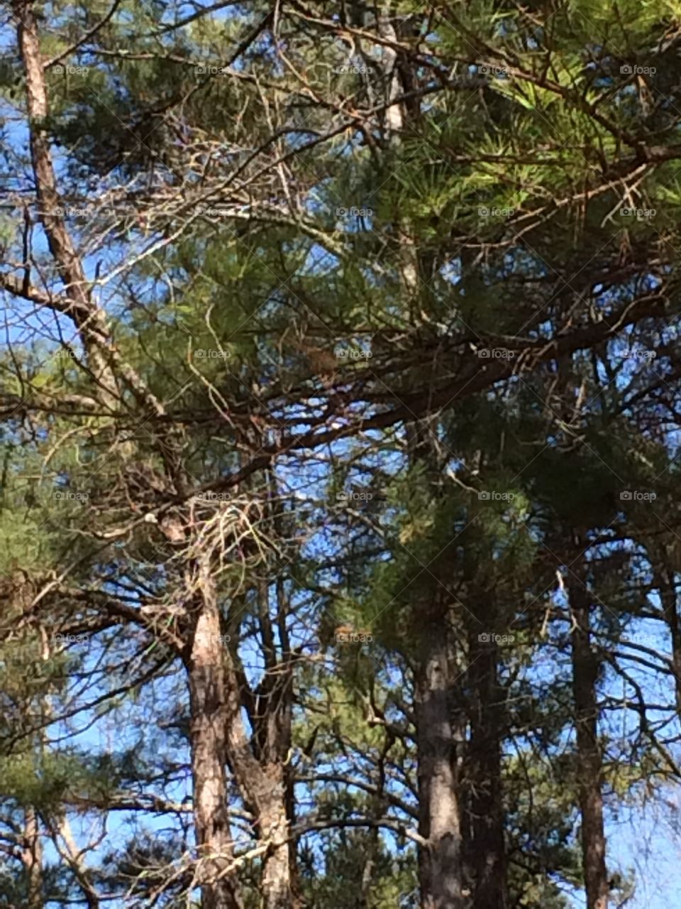 Pine trees against a blue sky