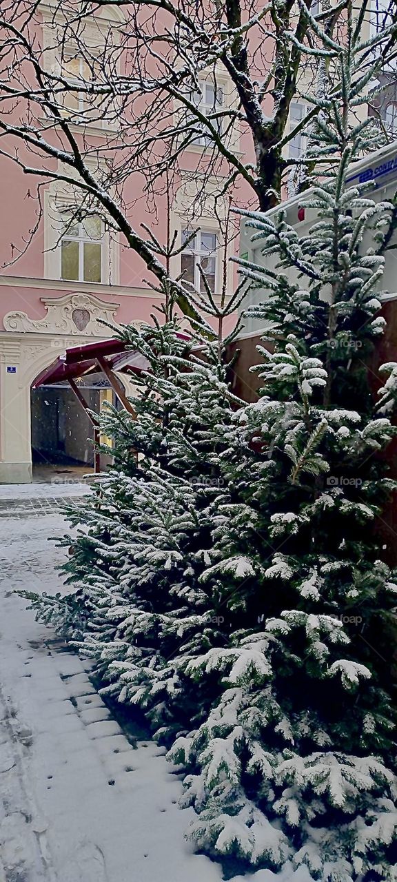 Evergreen trees covered in snow can be seen on a town square in the old inner city of „Straubing“, Germany. 2022. Hypnotic Productions
