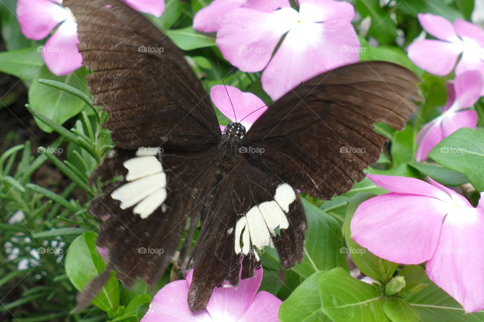 Swallowtail butterflies are large, colorful butterflies in the family Papilionidae