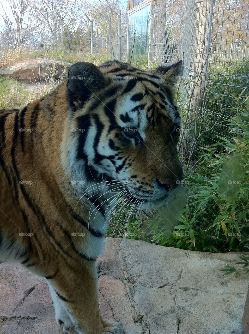Tiger. Tiger at Sedgwick county zoo 