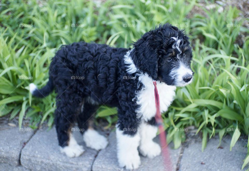 Pausing for a quick photo of my three month old Bernedoodle.