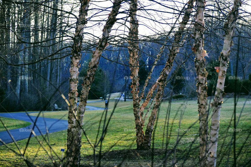 Birch Trees