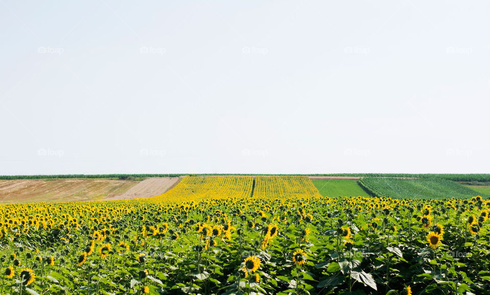 sunflower field