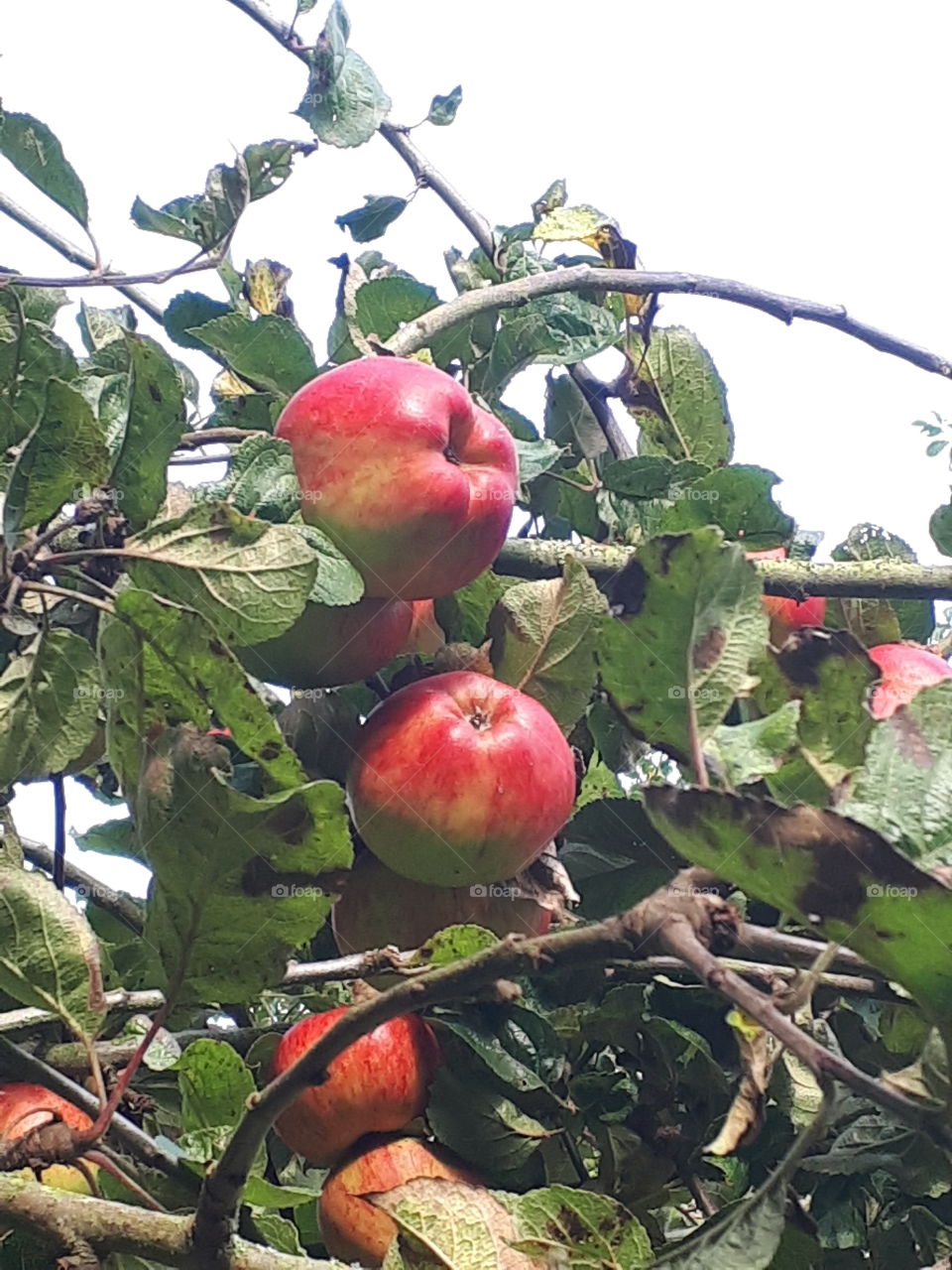 Fruit, Food, Leaf, Nature, Agriculture