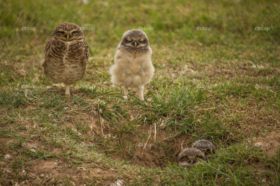 owl pigeons