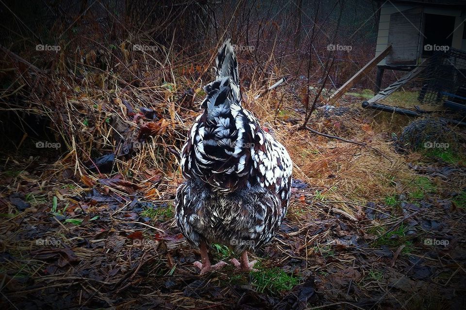 Chicken from behind