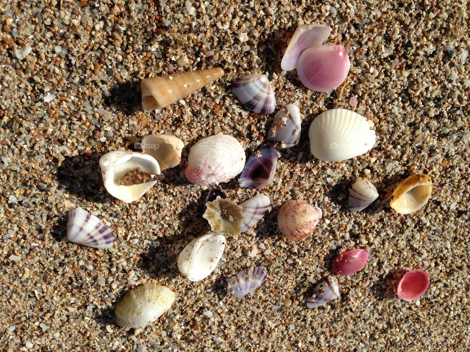 Seashells 