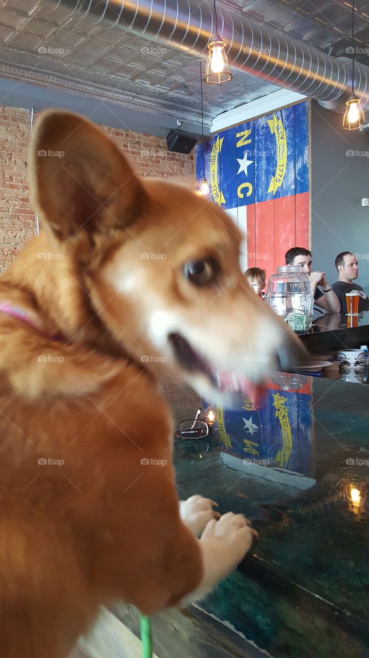 Bar Pup