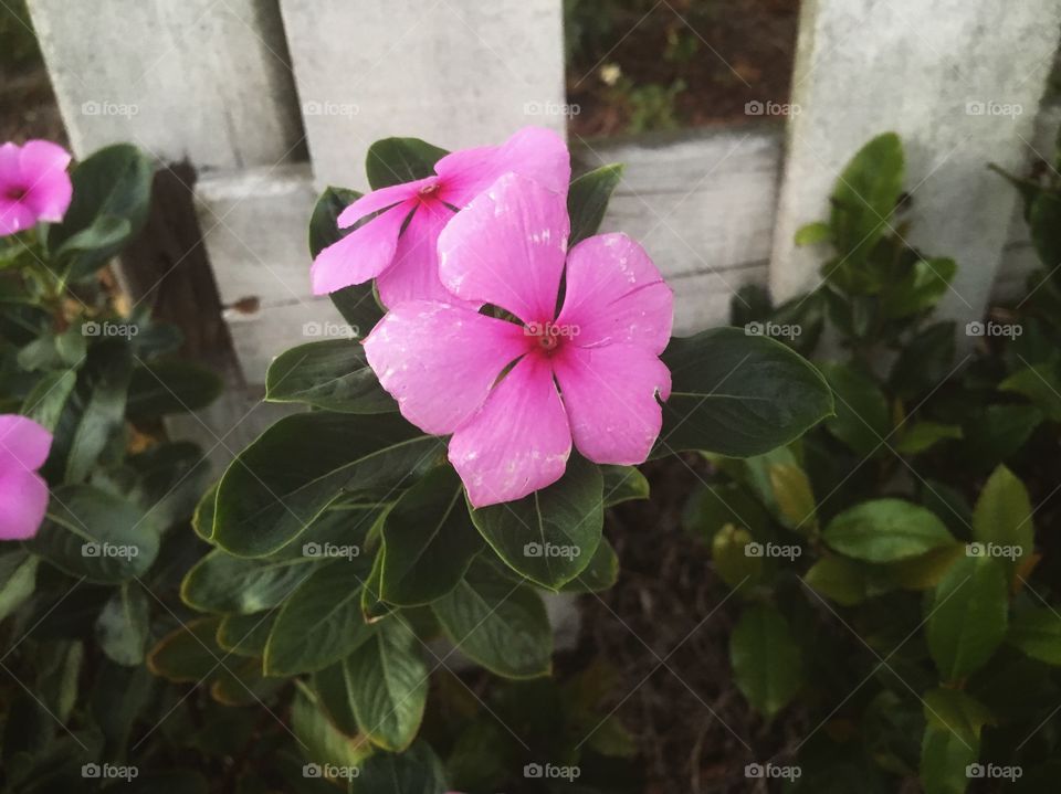 The moment of happiness when you first see the signs of spring.  