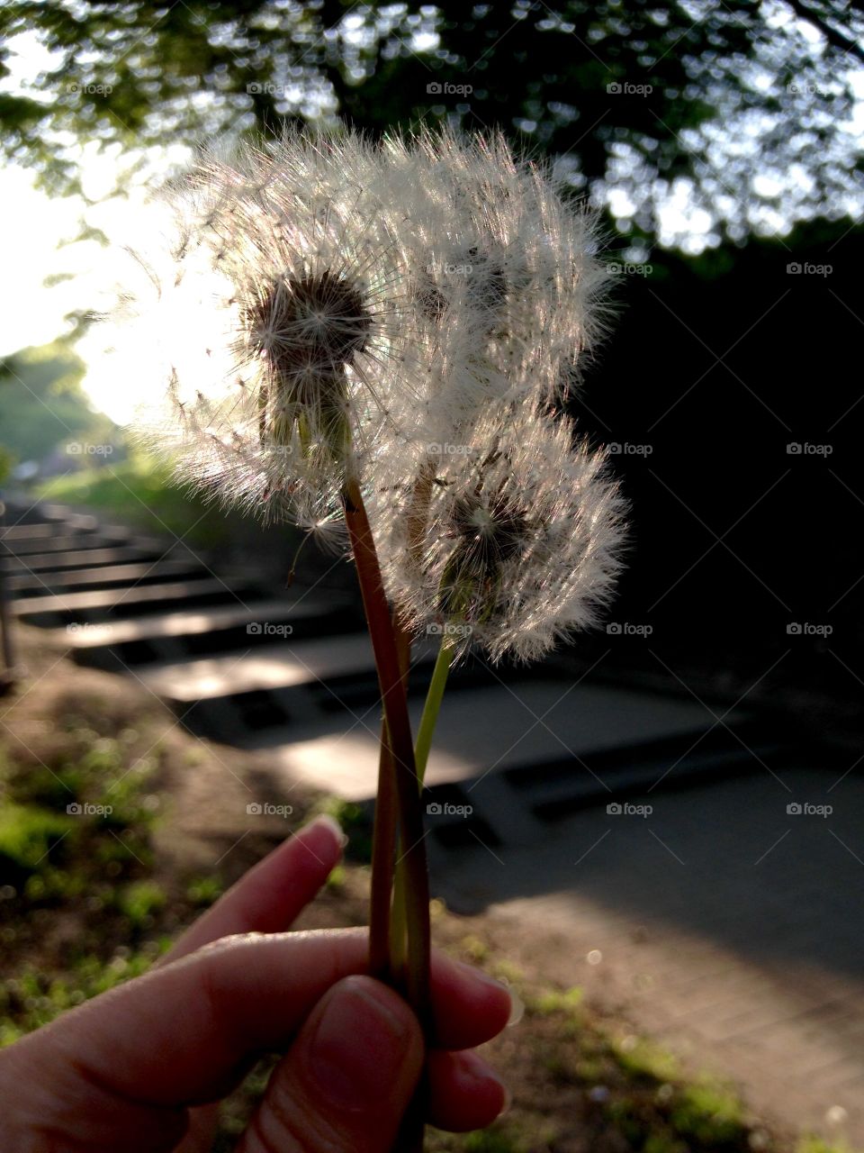 Flowers in the hand 