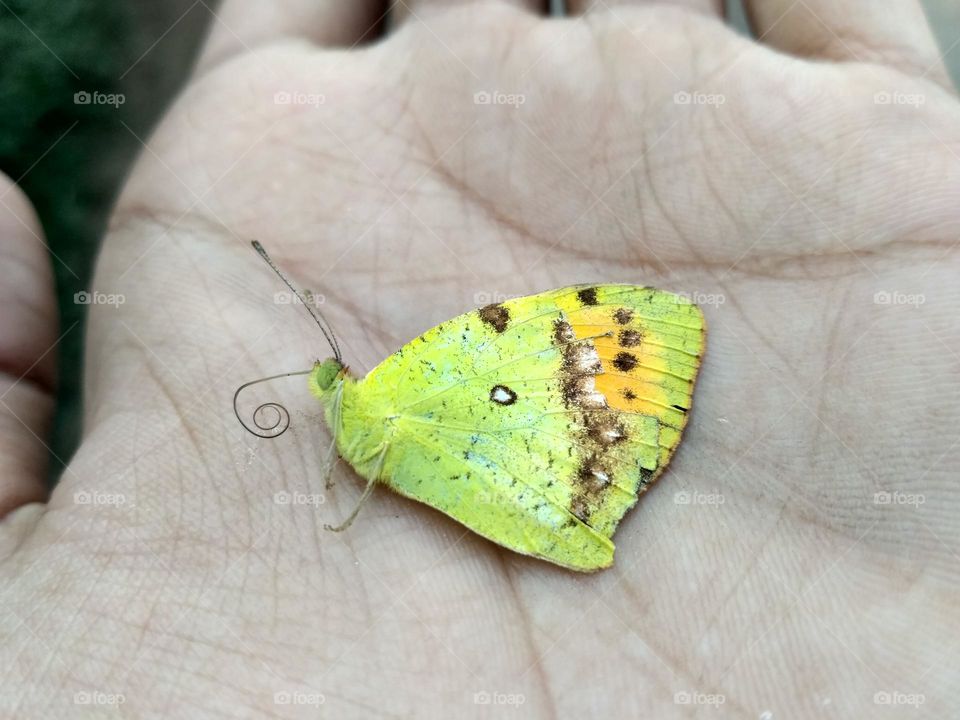 Beatiful Butterfly / Green Butterfly