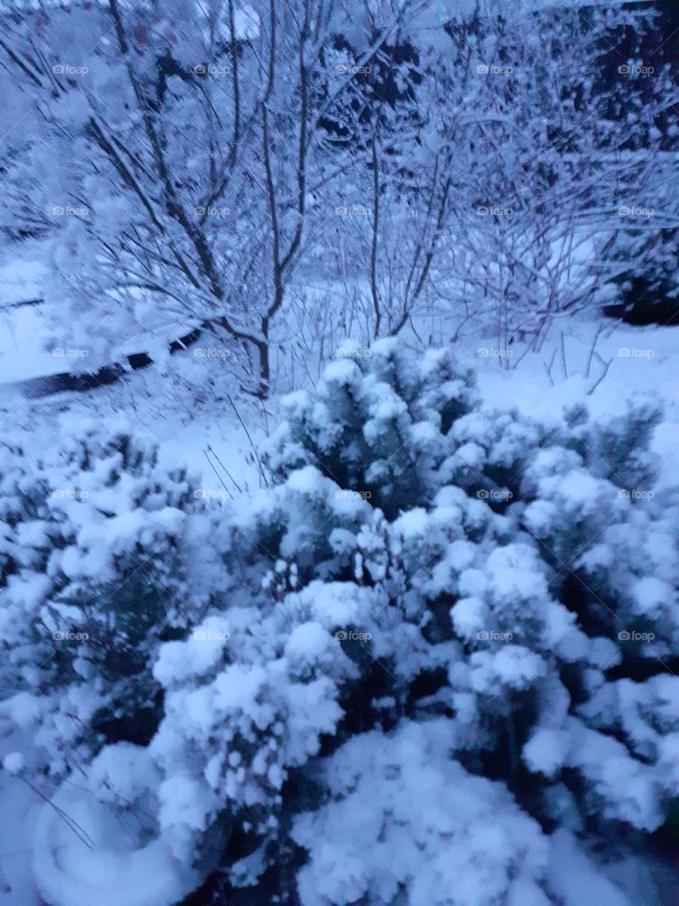 Winter in my garden.