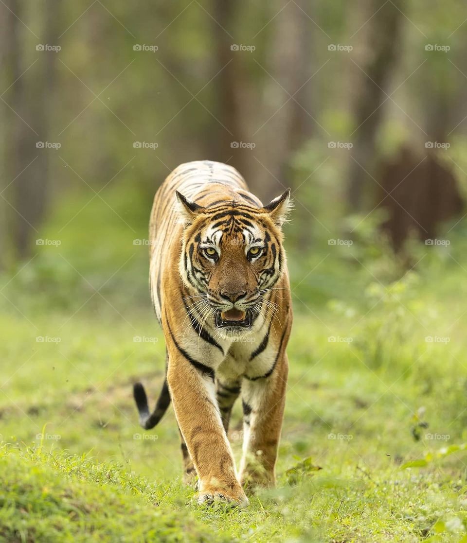 Walking the GREEN CARPET!