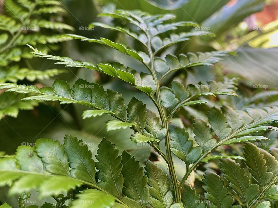 Green leaf