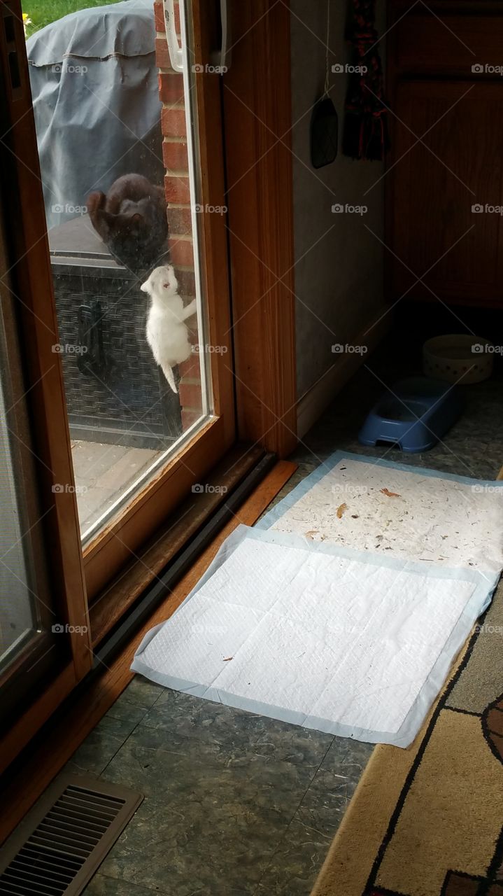 kitty climbing the wall