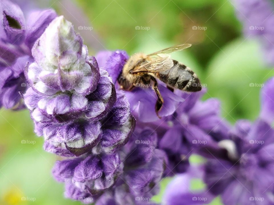 A honey bee burrowed inside of a mystic spires purple flower petal for pollination.