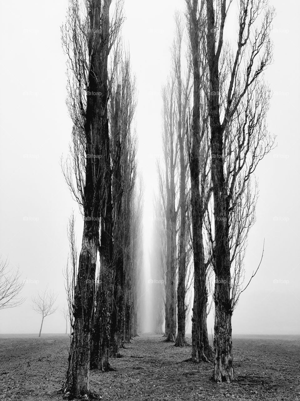 Pappelallee in schwarz-weiß