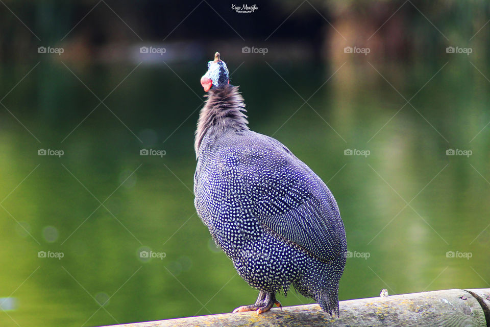 The Guineafowl