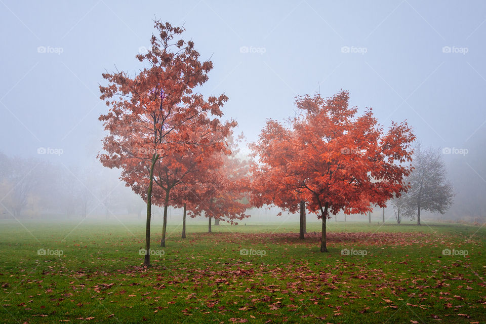 Red autumn