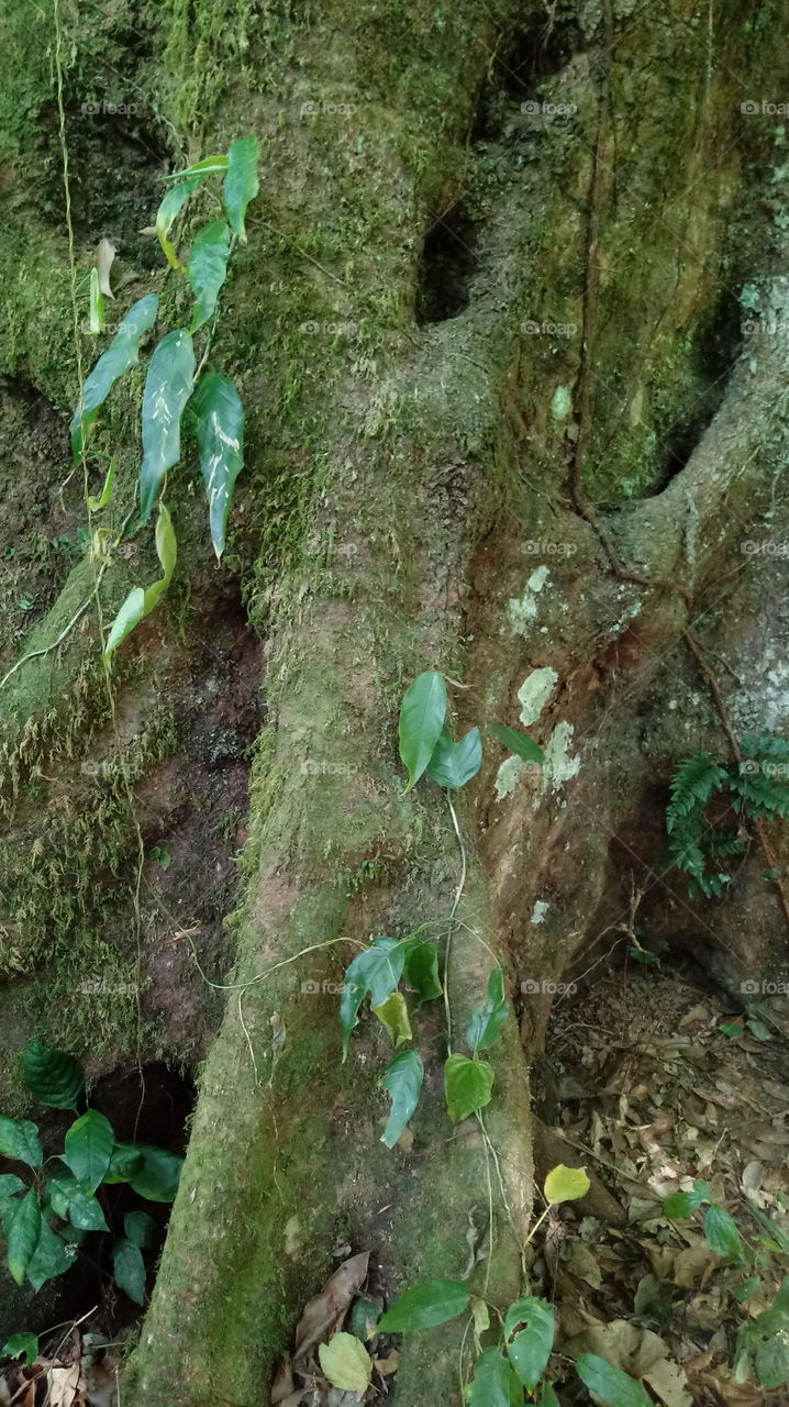 TRONCO DE ÁRVORE ANTIGA