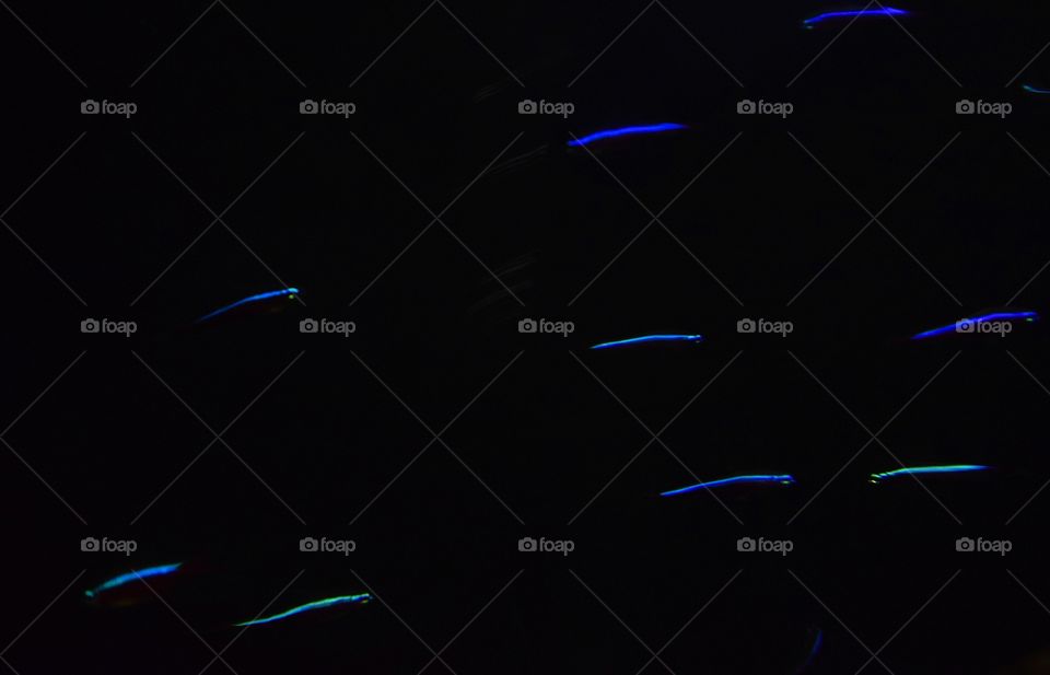 Neon fish