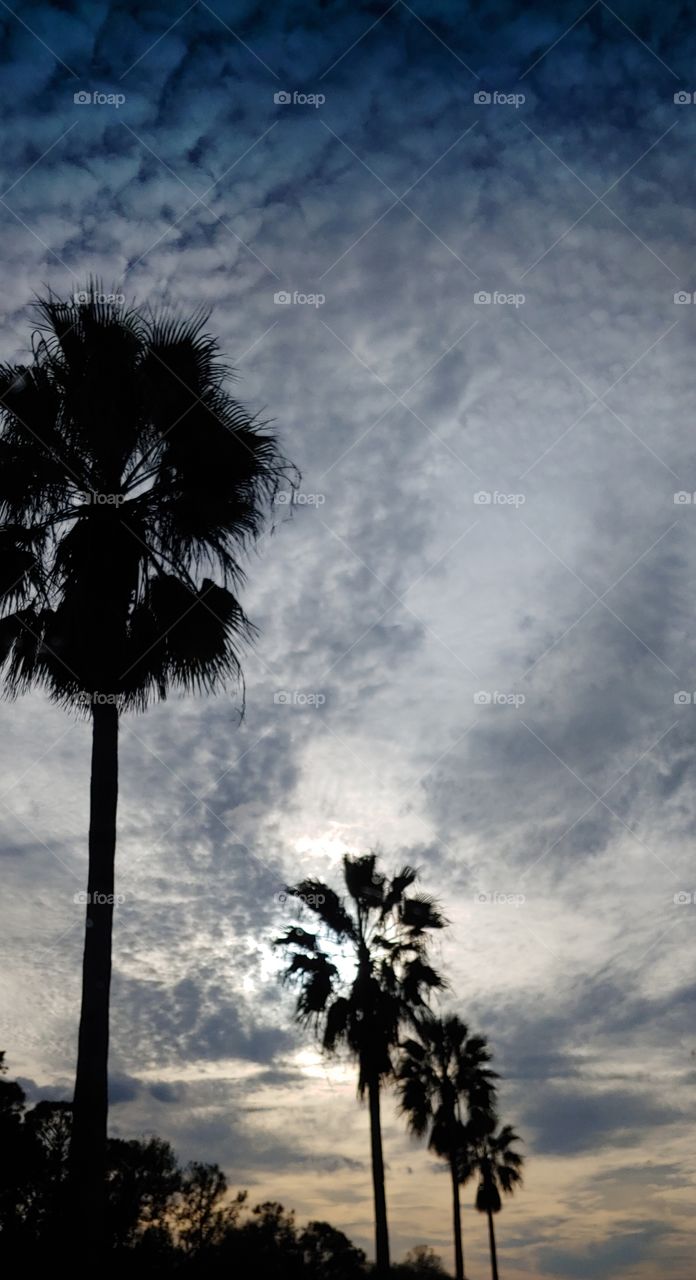 palms and clouds
