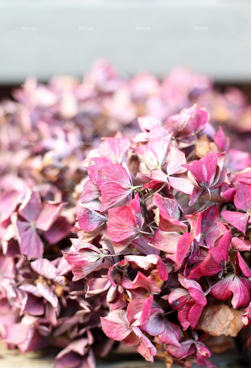 Winter dried pink hydrangea 