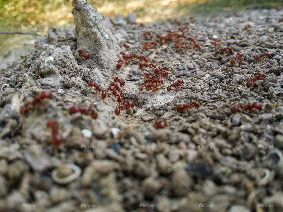 Working Red Ants