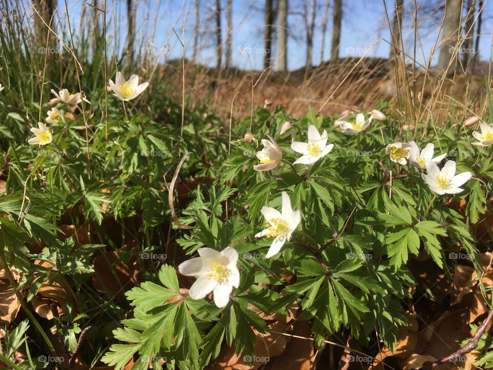 Wood anemone