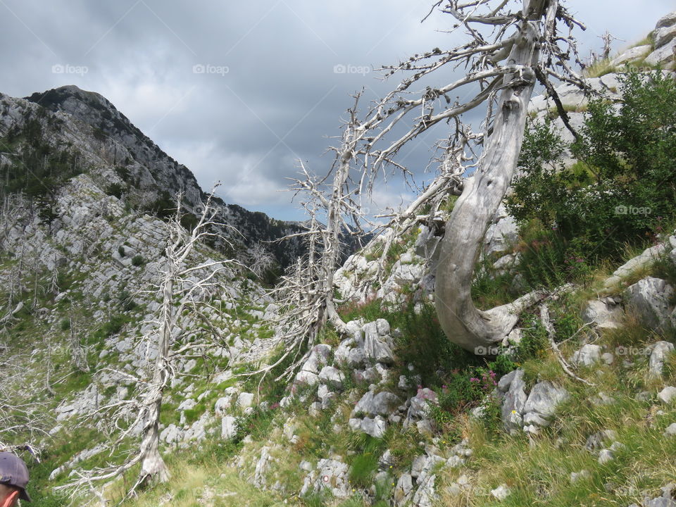 Mountain Orjen Montenegro rocky scenery with dried tree trunks hit by lightning
