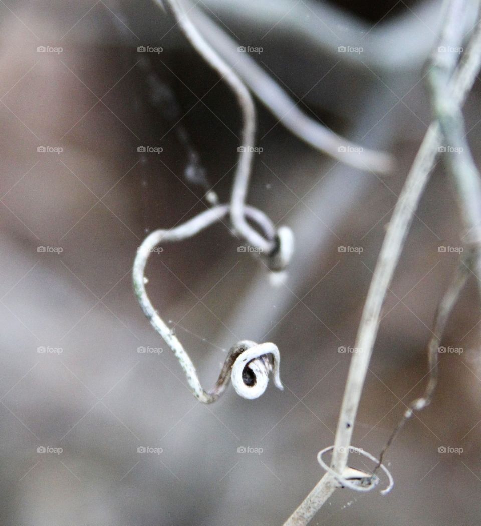 lines and squiggles... vines.