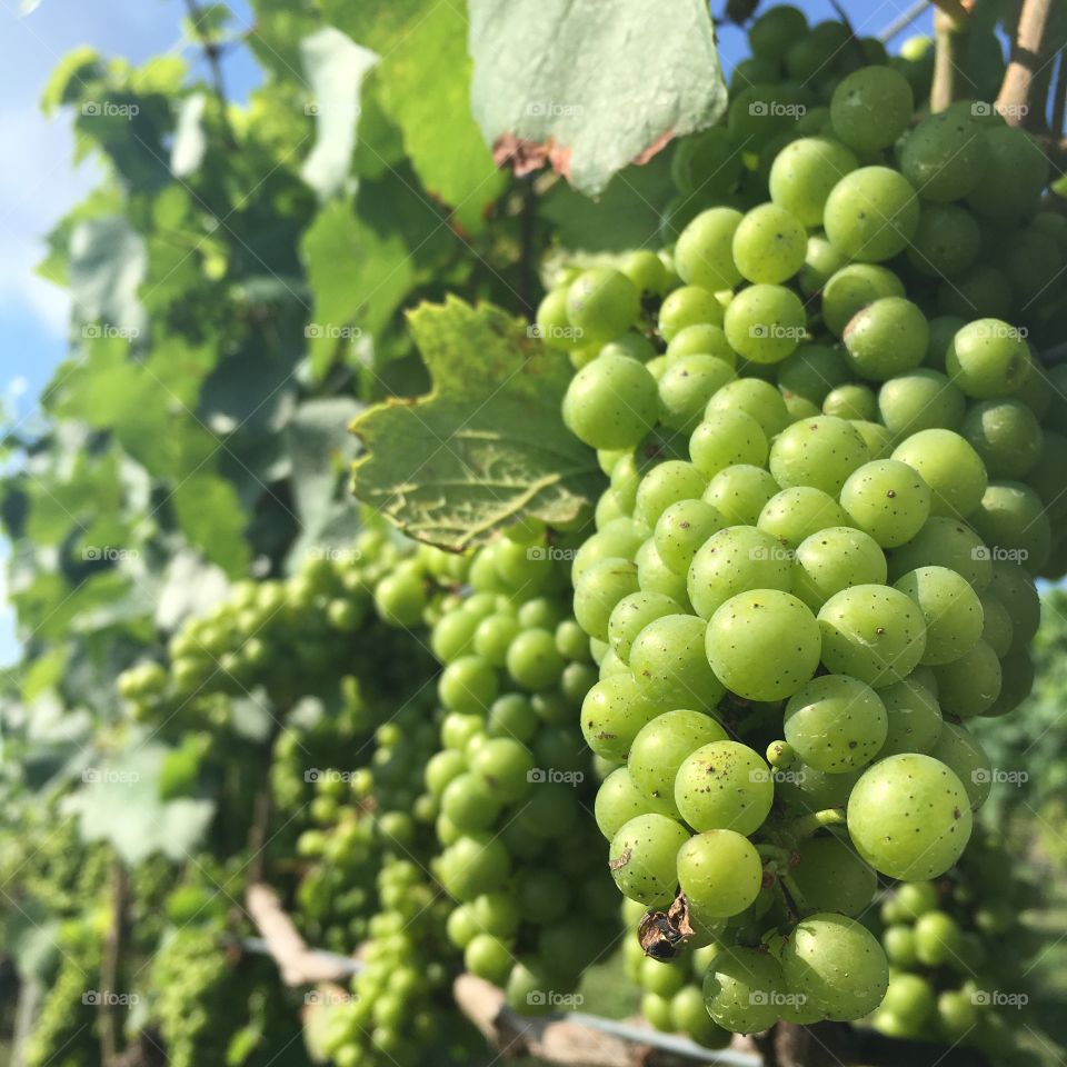 Green grapes vine