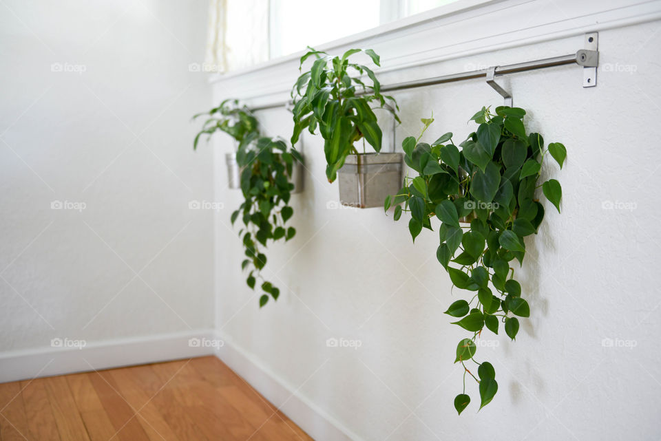 Row of three plants in hanging potted planters under a sunlit window
