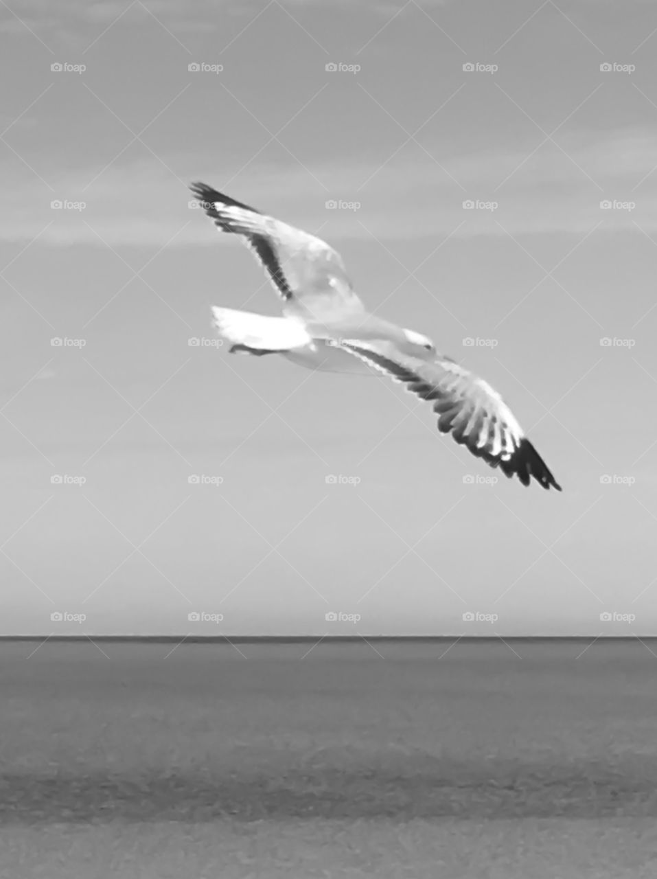 Seagull in flight soaring black and white image over ocean 