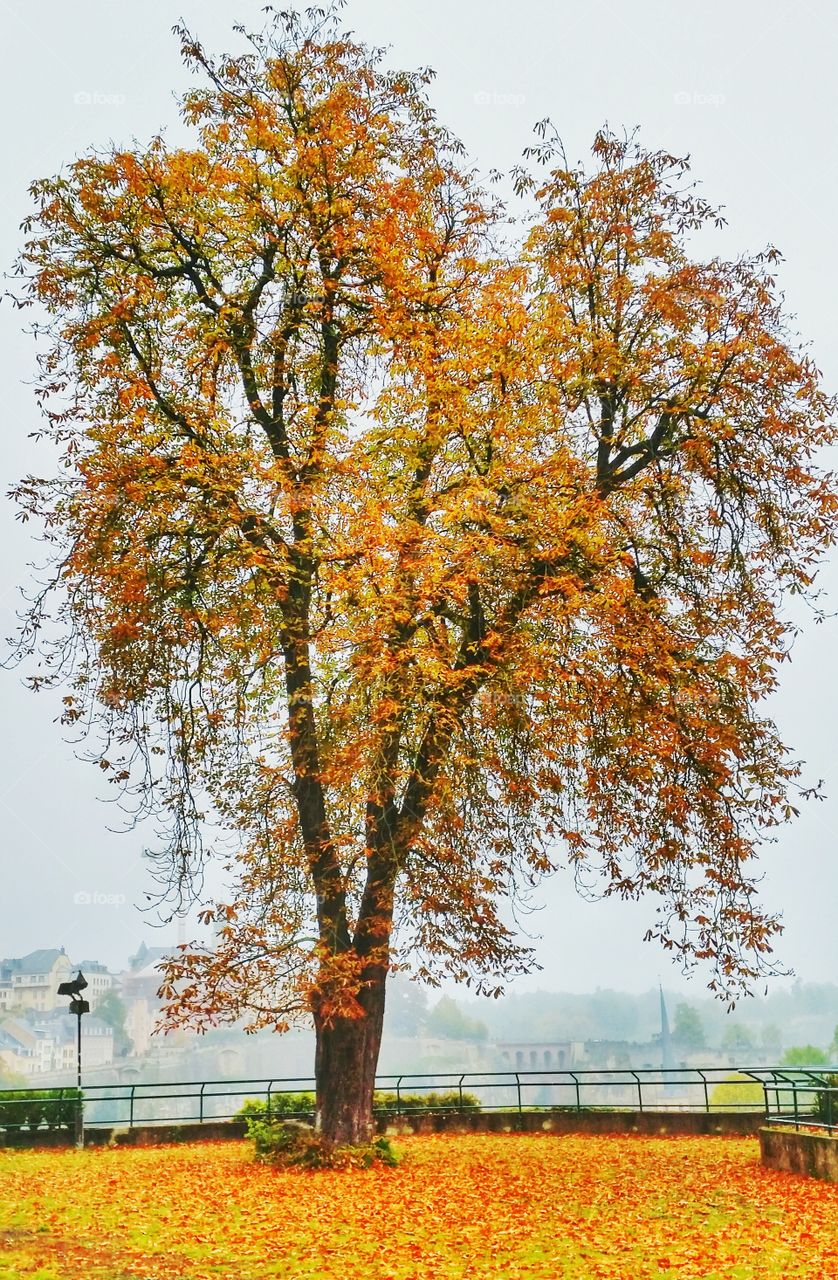 Fall, Leaf, Tree, Landscape, Park