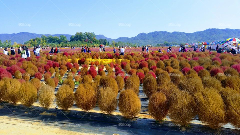 natural view in summer