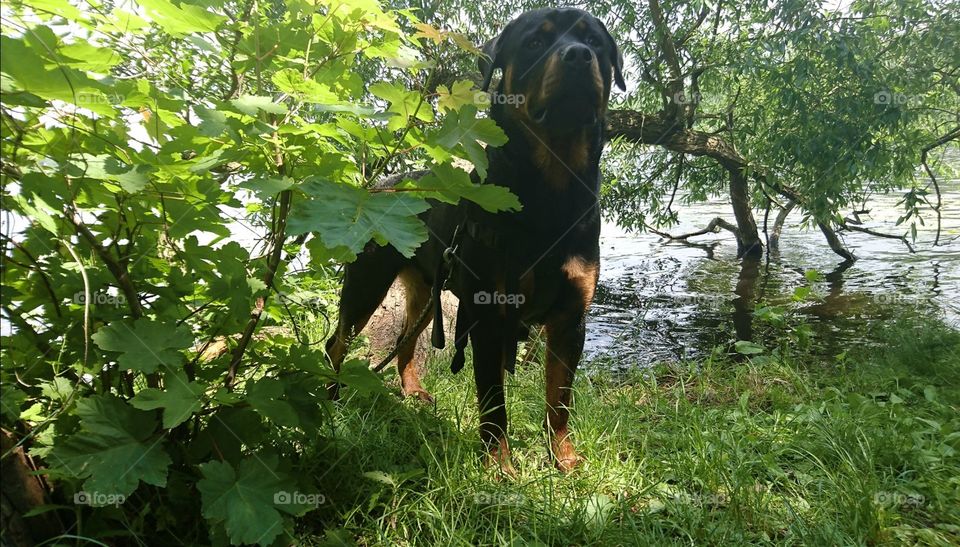 Rottweiler at the lake