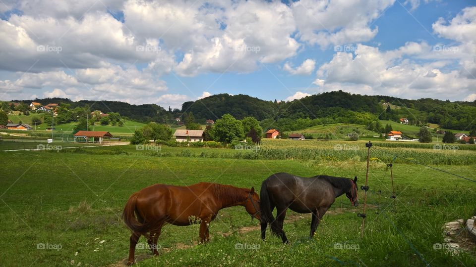 Horses & nature