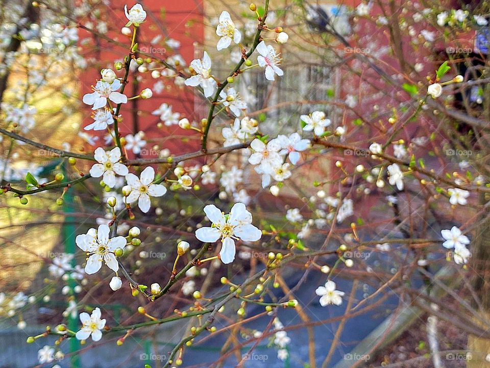 Background of spring flowers in bloom