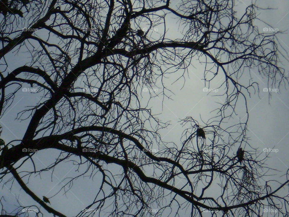 birds in a tree