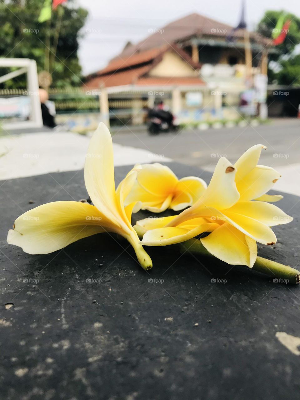 frangipani flower
