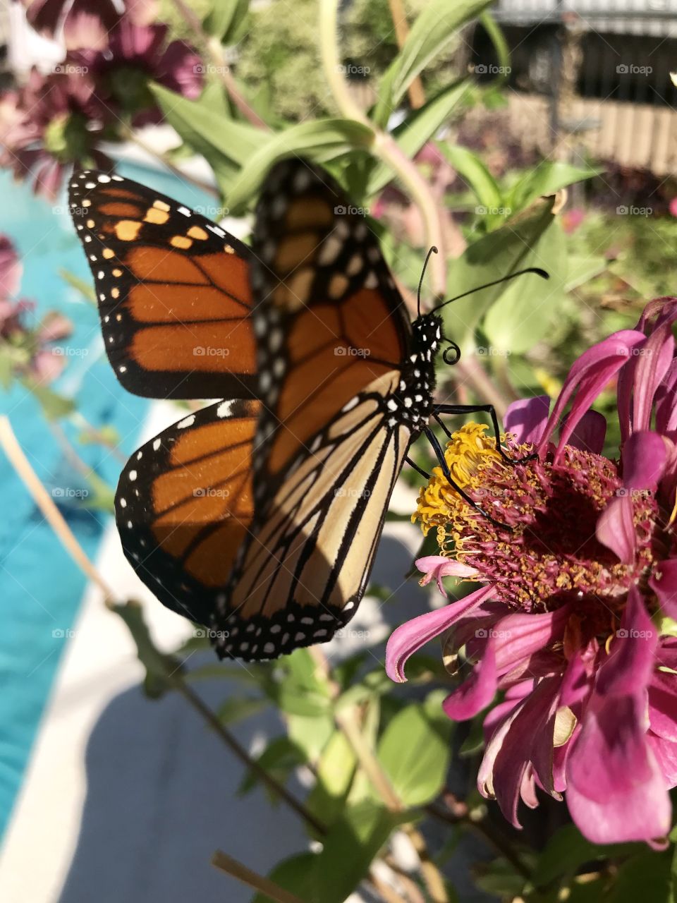 Beautiful migrating monarch butterfly on pink zinnia 