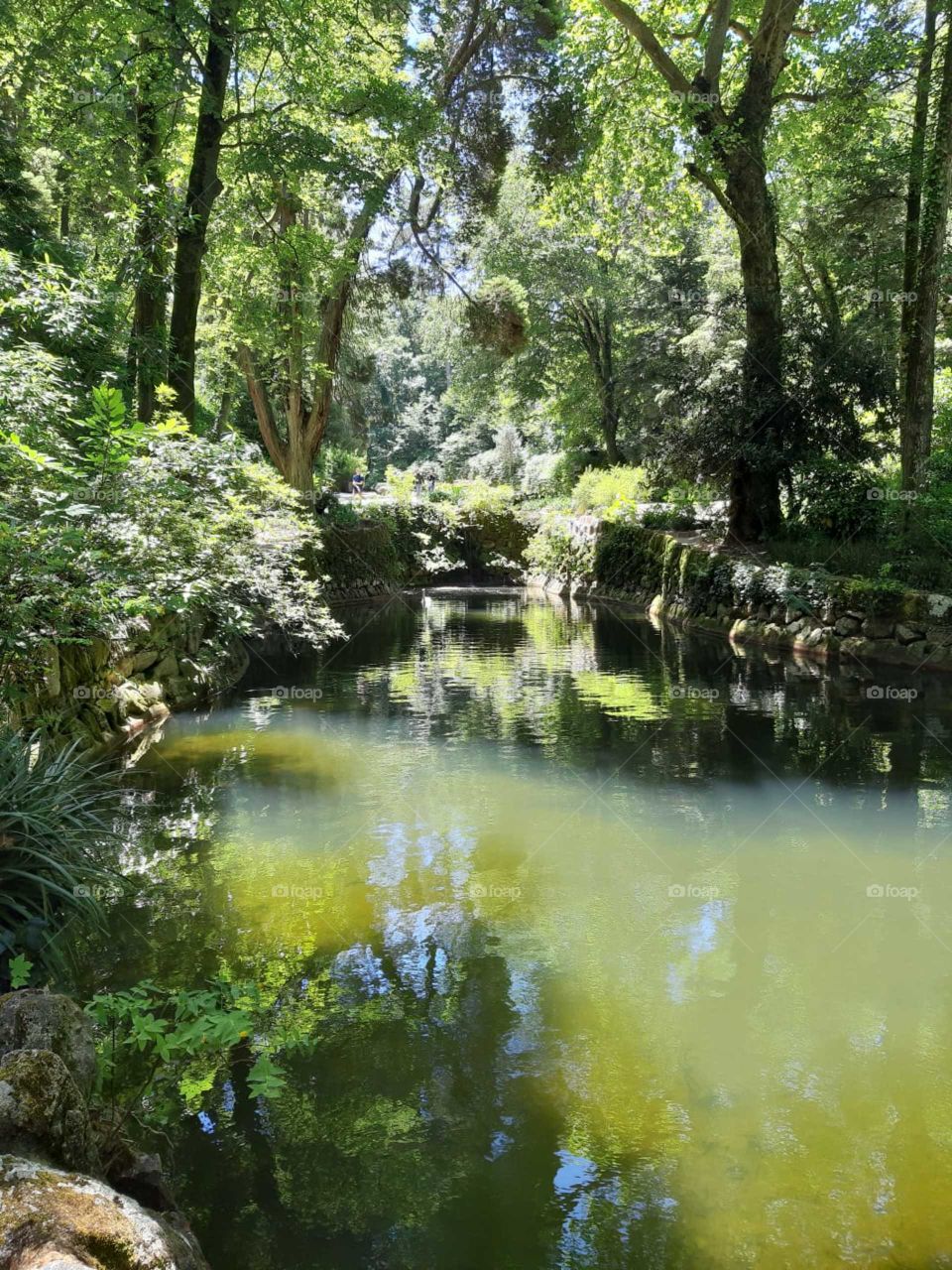Bosque verde agua