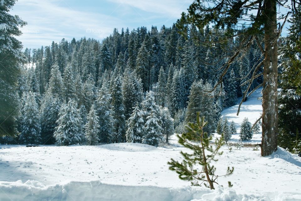 Winter landscape 