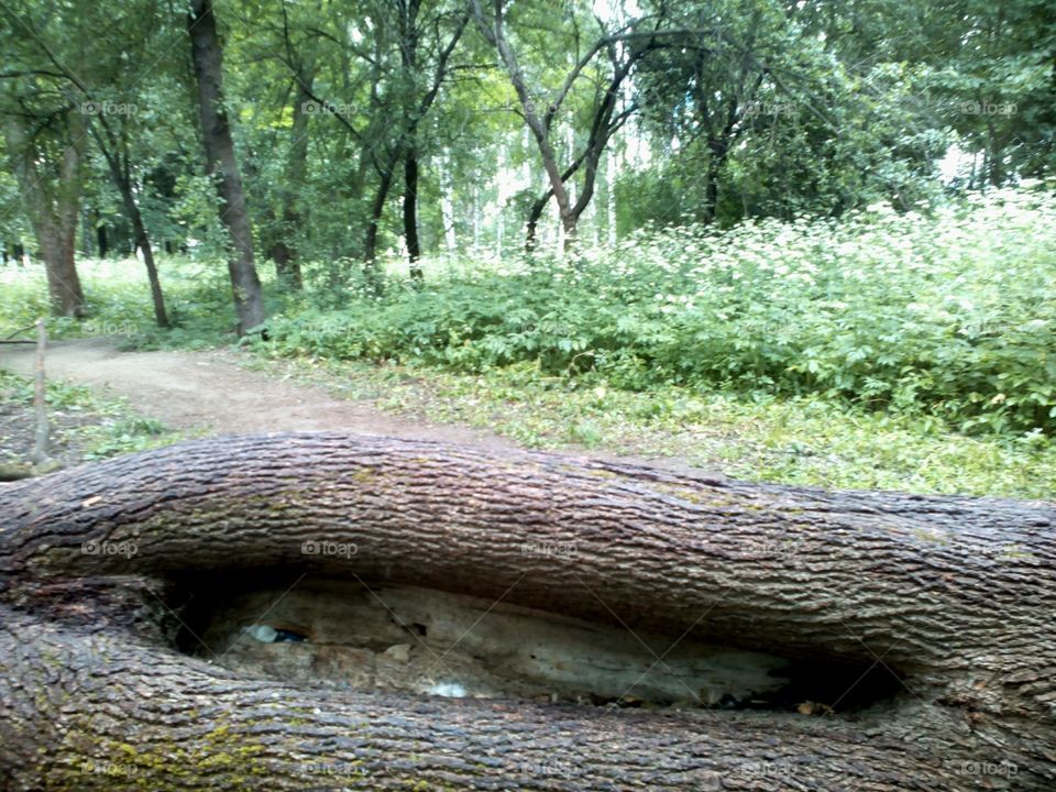 Wood, Nature, Tree, Landscape, Park