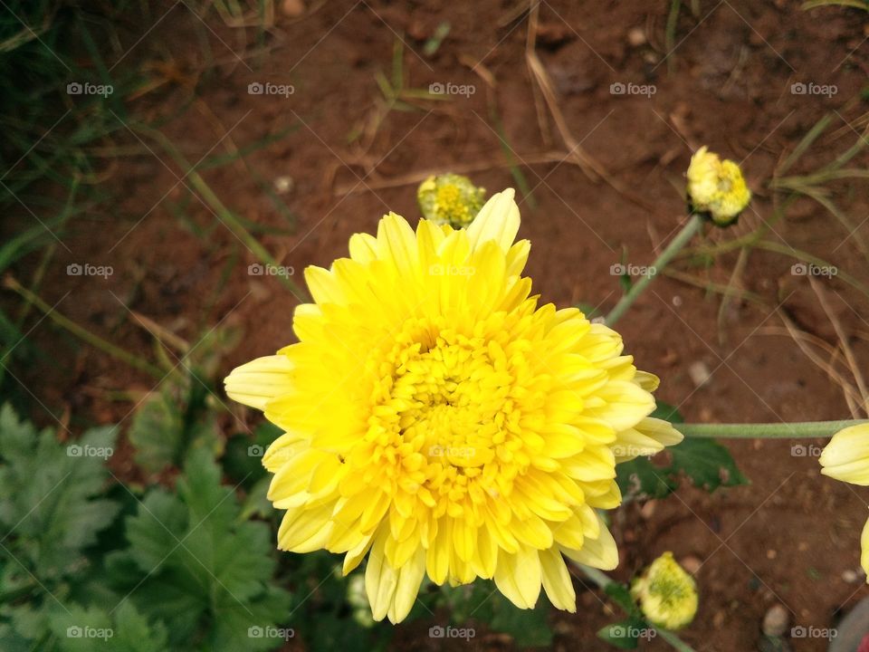 the Marigold flower beautiful and very nice