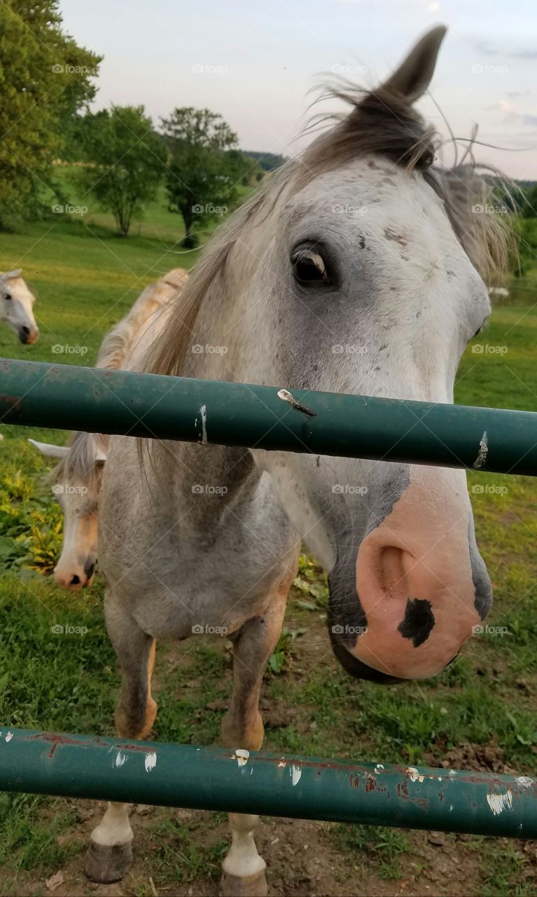 Cutest Pets In The World