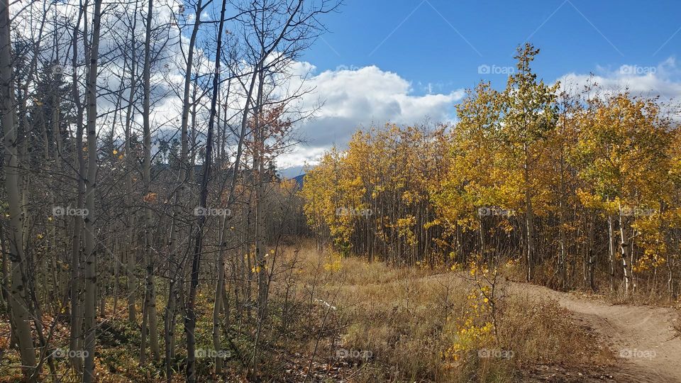 Aspens before and after leaves falling
