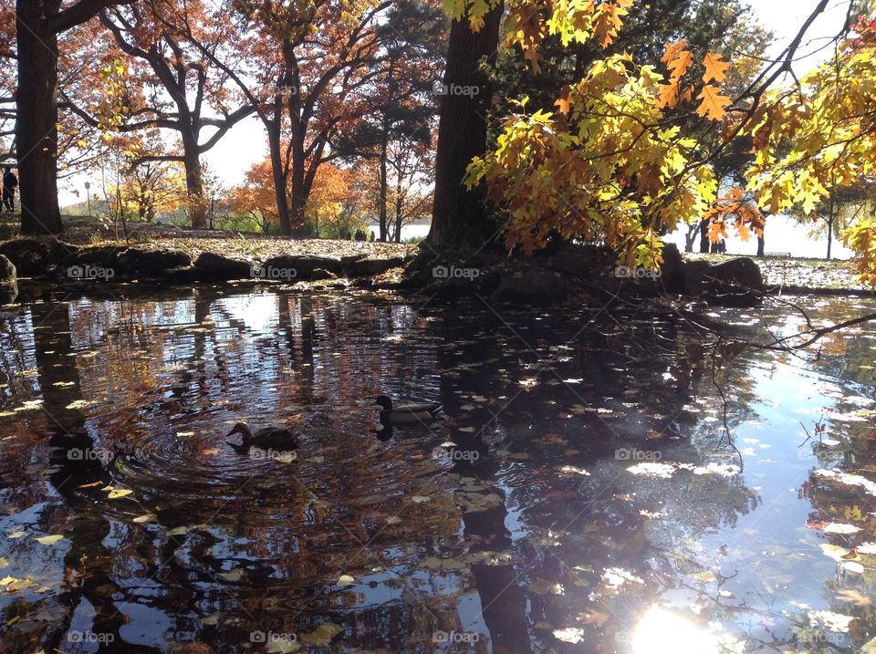 Autumn in the park